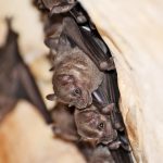 Cayman’s bats attracting interest at home and abroad