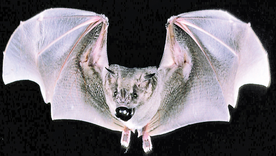 The researchers found the most widely occurring species was the Jamaican fruit-eating bat (Artibeus jamaicensis). - Photo: National Trust for the Cayman Islands