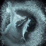 Cayman photographer’s work featured in New York gallery show