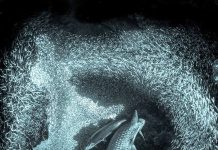 Cayman photographer’s work featured in New York gallery show