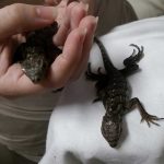 New blue iguana twins a rarity