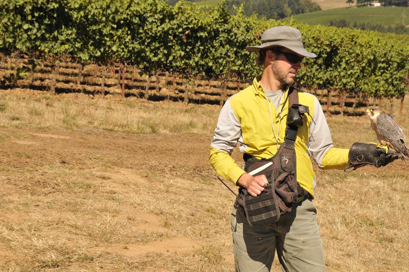 Cort Clayton of Airstrike Birds Control, Inc. prepares to launch one of his hawks at the Soter Winery in Oregon to deter birds from coming into the vineyard and eating the grapes.