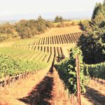 Eco-friendly ways of making wine