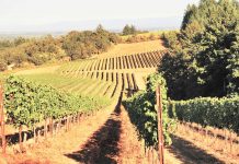 Eco-friendly ways of making wine