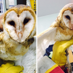 Injured Brac owl undergoing treatment