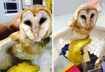 Injured Brac owl undergoing treatment