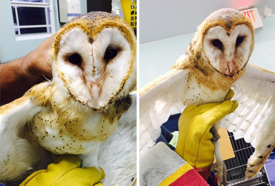 Injured Brac owl undergoing treatment Cayman Compass