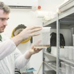 GM mosquitoes on track in West Bay trial