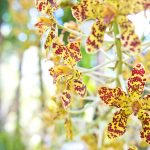‘Queen of Orchids’: World’s largest orchid blooms in Cayman