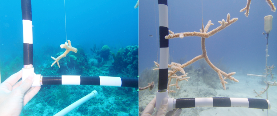 Before and after photos of one of the project’s corals after four months. Each piece of tape is 2 inches, showing that growth is considerable. - Photo: Roxane Boonstra