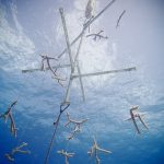 Coral nursery on Cayman Brac yields promising results