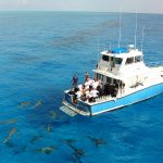 ‘Awe and respect’: Cayman youth swim with sharks for documentary