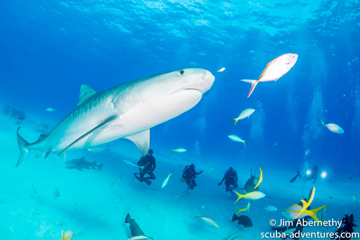Cayman students look on as a tiger shark cruises by. - PHOTO: JIM ABERNETHY