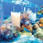 Lionfish-killing robot in development