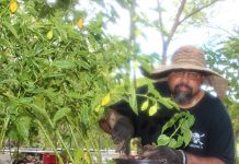 How one Bodden Town family went organic