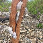 Little Cayman’s tiny snails in the spotlight