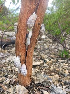 A group of the rare snails.
