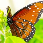 Cayman’s ‘butterfly garden’ heralds arrival of breeding season