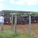 Cows imported to replenish herds in busy holiday season