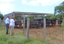 Cows imported to replenish herds in busy holiday season