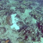 Ship dropped local pilot weeks before Eden Rock crash
