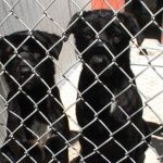 ‘Not enough is being done’: Burned dog prompts call for action