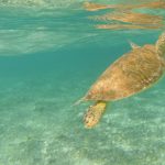 Sea turtle revival continues, despite increase in poaching