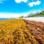 Sargassum threat is the ‘new normal’ for Caribbean