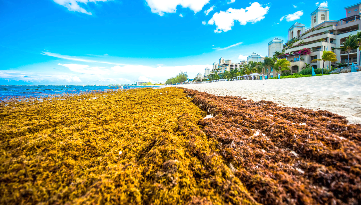 seaweed-4-1