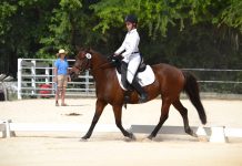 Dressage Series kicks off
