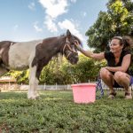 $15,000 reward offered after third horse sexually assaulted