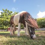 Pony to have emergency surgery after assault
