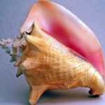DoE issues warning as conch and whelk season opens