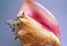 Cayman’s conch and whelk season opens with a call for care