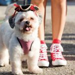 Pirate pooches on parade