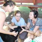 Park transformed into clinic for pets