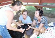 Park transformed into clinic for pets