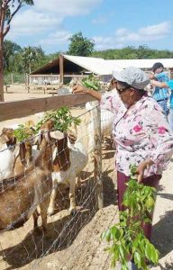 A visit to the goat farm proves a popular bus tour stop.