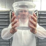 Release of genetically modified mosquitoes to resume this month