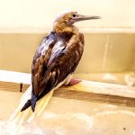 Long journey home for red-footed booby