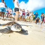 Turtle farm credited for revival of species