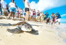 Video: 2020 Pirates Week turtle release
