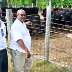 Farmers buy all 60 imported steers