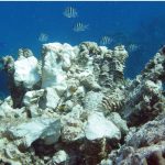 Ship owner accepts liability for Eden Rock damage