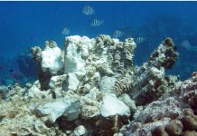 Ship owner accepts liability for Eden Rock damage