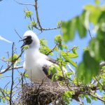 Little Cayman Booby Pond nominated for expanded protection