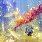 EDITORIAL – When government despoils Cayman’s precious wetlands