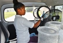 GM mosquitoes making an impact in West Bay