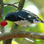 Overwintering migratory birds a highlight of Mastic Trail