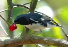 Overwintering migratory birds a highlight of Mastic Trail